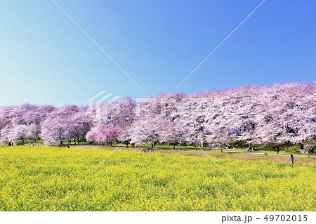 埼玉県　幸手権現堂桜堤 49702015