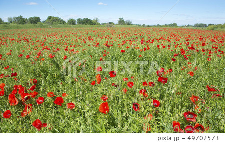 field of poppies 49702573