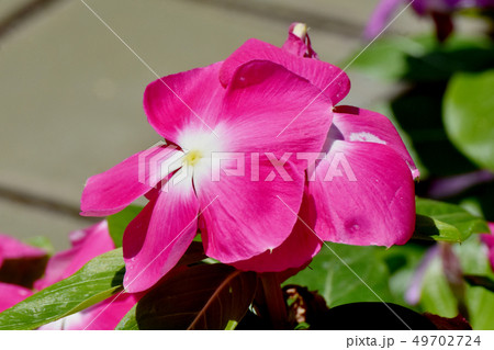 三鷹中原に咲くピンクのニチニチソウ 49702724