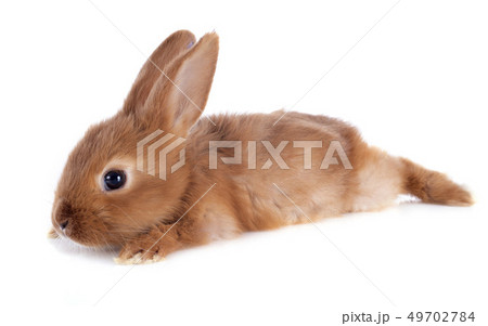young rabbit 49702784