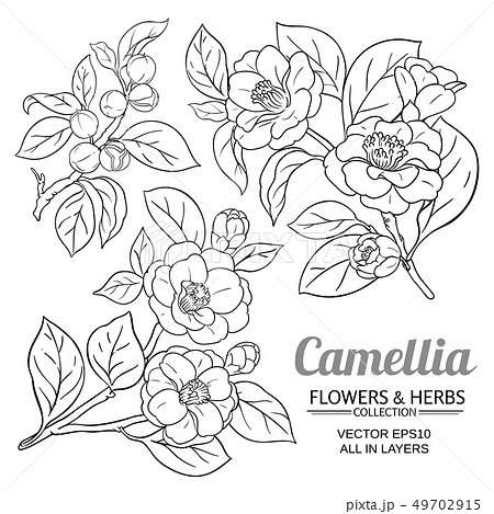 Camellia Vector Setのイラスト素材