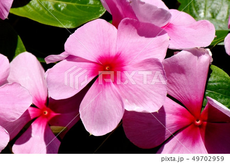 三鷹中原に咲く薄いピンクのニチニチソウ 49702959