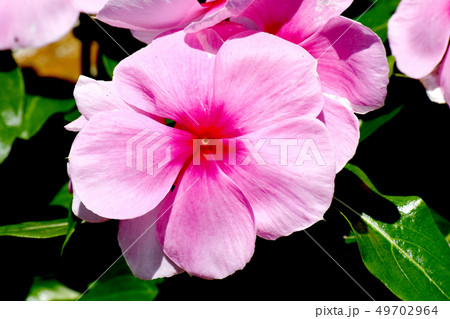 三鷹中原に咲く薄いピンクのニチニチソウ 49702964