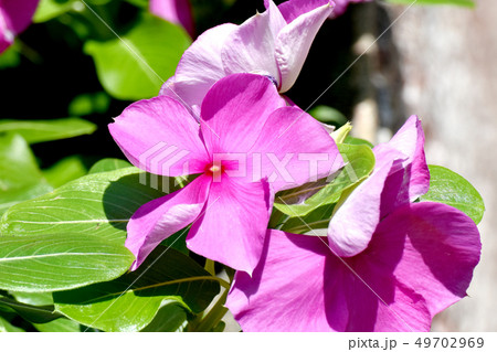 三鷹中原に咲くピンクのニチニチソウ 三鷹中原に咲くピンクのニチニチソウ 49702969