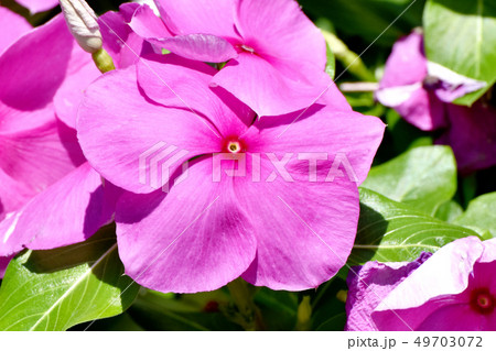 三鷹中原に咲くピンクのニチニチソウ 49703072