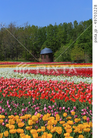 チューリップ畑 チューリップ畑 49703228