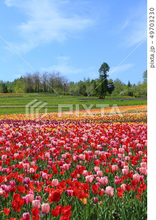 チューリップ畑 チューリップ畑 49703230
