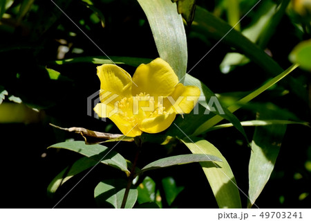 三鷹中原に咲く黄色いキンシバイ 49703241