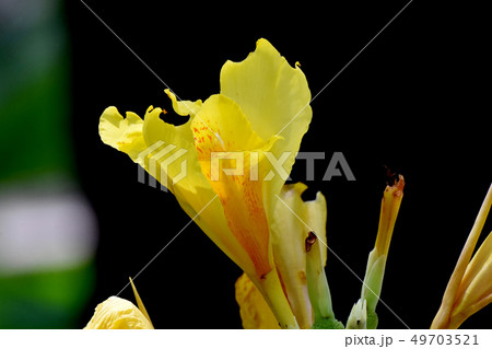 三鷹中原に咲く黄色いカンナの花 三鷹中原に咲く黄色いカンナの花 49703521