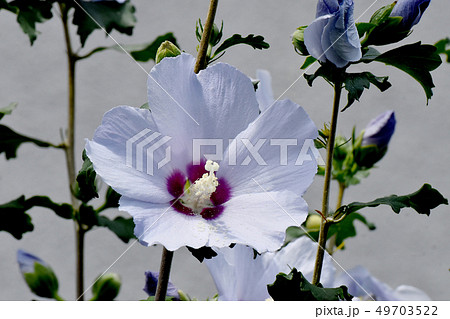 三鷹中原に咲く白いムクゲの花 49703522