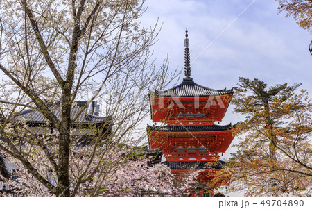 清水寺 満開の桜 清水寺 満開の桜 49704890