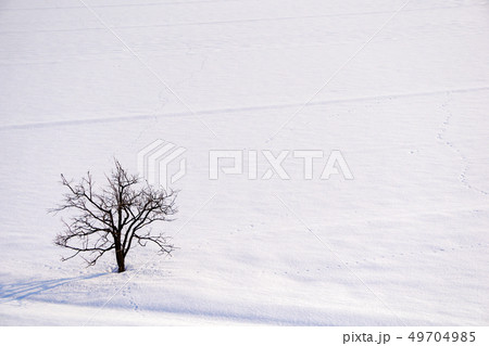 雪原の木 49704985