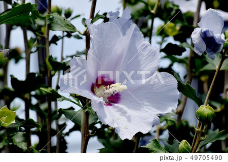 三鷹中原に咲く白いムクゲの花 三鷹中原に咲く白いムクゲの花 49705490