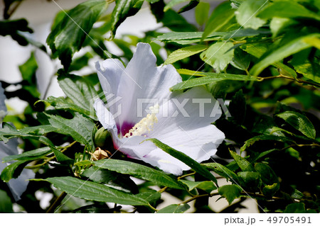 三鷹中原に咲く白いムクゲの花 三鷹中原に咲く白いムクゲの花 49705491