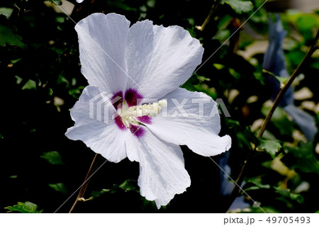 三鷹中原に咲く白いムクゲの花 三鷹中原に咲く白いムクゲの花 49705493