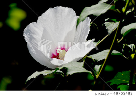 三鷹中原に咲く白いムクゲの花 49705495