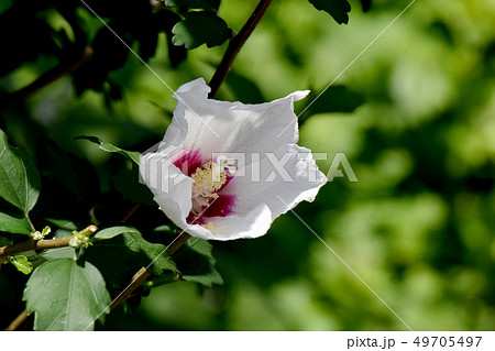 三鷹中原に咲く白いムクゲの花 三鷹中原に咲く白いムクゲの花 49705497