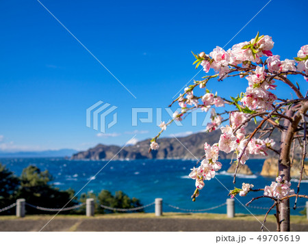 【伊豆半島ジオパーク】春の西伊豆黄金崎公園【桜】 【伊豆半島ジオパーク】春の西伊豆黄金崎公園【桜】 49705619