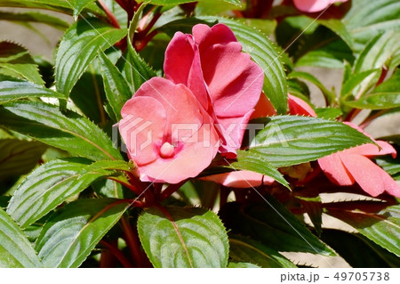 三鷹中原に咲く赤いアフリカホウセンカ(インパチェンス) 三鷹中原に咲く赤いアフリカホウセンカ(インパチェンス) 49705738