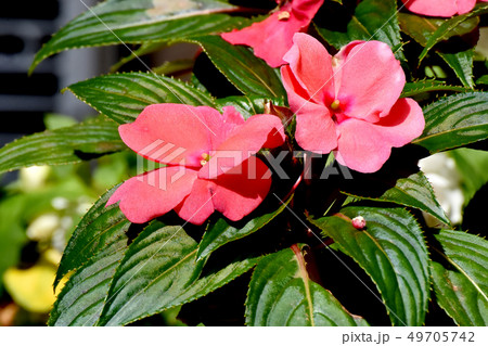 三鷹中原に咲く赤いアフリカホウセンカ(インパチェンス) 三鷹中原に咲く赤いアフリカホウセンカ(インパチェンス) 49705742