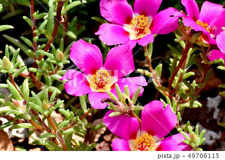 三鷹中原に咲くピンクのマツバボタン 49706115