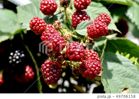三鷹中原になるブラックベリーの実 49706158