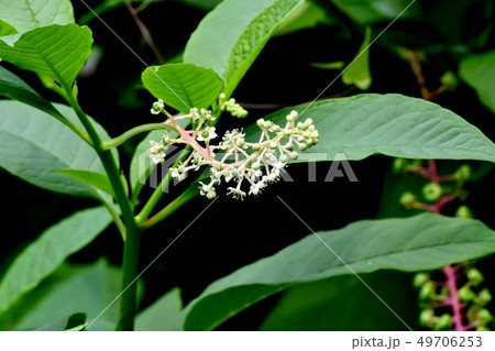 三鷹中原に咲くヨウシュヤマゴボウの白い花 49706253