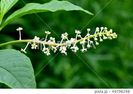 三鷹中原になるヨウシュヤマゴボウの白い花 49706298