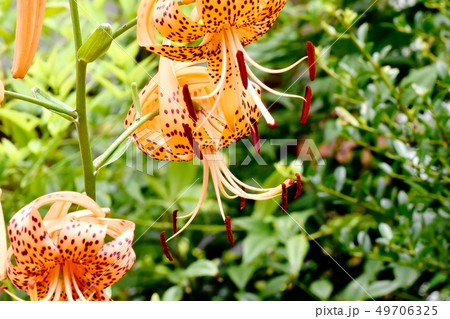 三鷹中原に咲くオレンジのオニユリ 49706325