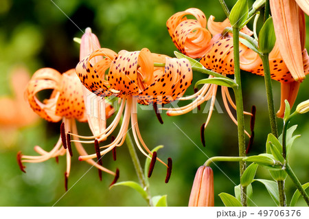 三鷹中原に咲くオニユリの花 49706376