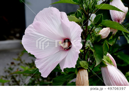 三鷹中原に咲く薄いピンクのアメリカフヨウ 49706397