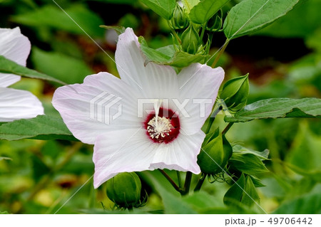 三鷹中原に咲く白いアメリカフヨウ 三鷹中原に咲く白いアメリカフヨウ 49706442