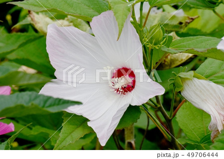 三鷹中原に咲く白いアメリカフヨウ 49706444