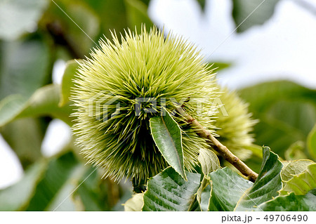 三鷹中原になる未完熟のクリの実(イガグリ) 三鷹中原になる未完熟のクリの実(イガグリ) 49706490