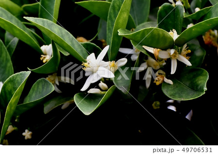 三鷹中原に咲く白いキンカンの花 三鷹中原に咲く白いキンカンの花 49706531