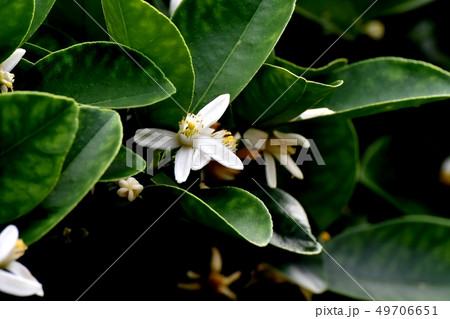 三鷹中原に咲く白いキンカンの花 三鷹中原に咲く白いキンカンの花 49706651