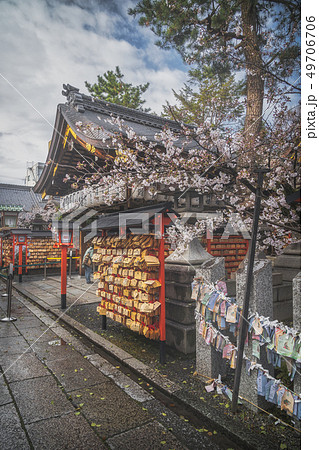 京都 安井金比羅宮 春の朝 49706706