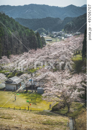 兵庫県 大杉ダム 桜景色 49706707