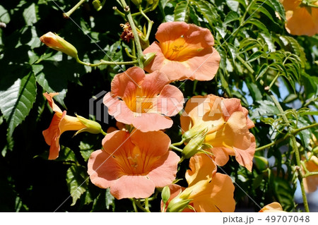 三鷹中原に咲くオレンジのノウゼンカズラ 三鷹中原に咲くオレンジのノウゼンカズラ 49707048
