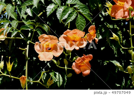 三鷹中原に咲くオレンジのノウゼンカズラ 49707049