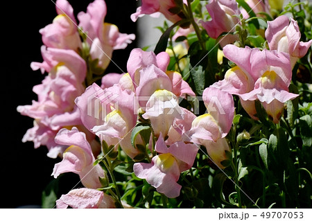 三鷹中原に咲くピンクのキンギョソウ 49707053