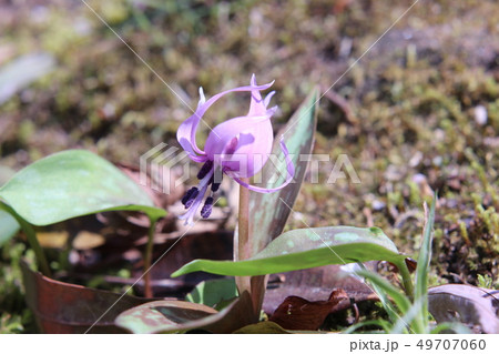 カタクリの花 49707060