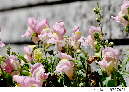 三鷹中原に咲くピンクのキンギョソウ 49707061