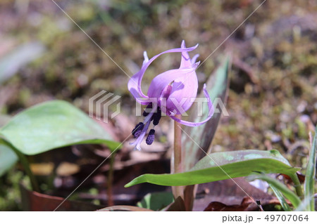 カタクリの花 カタクリの花 49707064