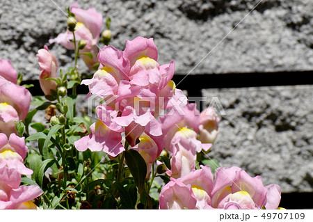 三鷹中原に咲くピンクのキンギョソウ 49707109