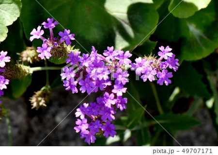 三鷹中原に咲く紫色の宿根バーベナ リギダの写真素材
