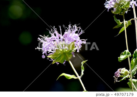 三鷹中原に咲く薄紫色のモナルダ ベルガモット の写真素材 三鷹中原に咲く薄紫色のモナルダ ベルガモット の写真素材