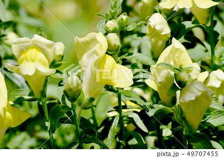 三鷹中原に咲く黄色いキンギョソウ 49707455