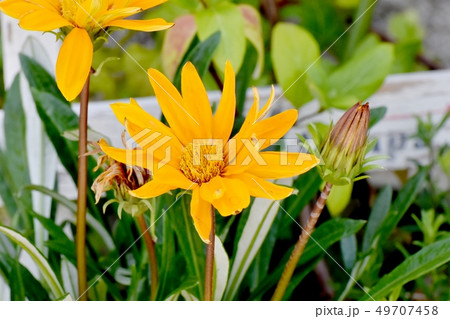 三鷹中原に咲くオレンジのガザニア 三鷹中原に咲くオレンジのガザニア 49707458