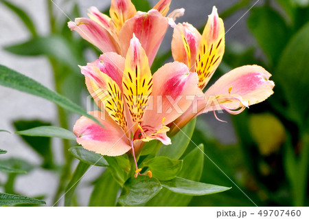 三鷹中原に咲くピンクのアルストロメリア 49707460
